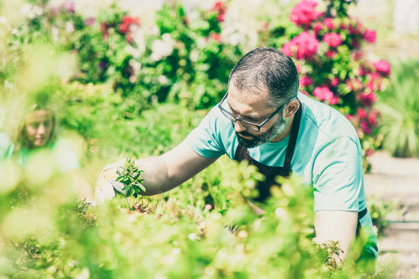 istock Focused man wearing apron, growing plants in garden 1297631525