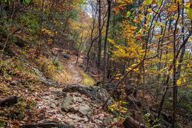 An autumn hike on the Fallingwater Creek Trail on Flat Top Mountain along the Blue Ridge Parkway in Virginia is a perfect opportunity to experience fall color change in the Appalachian Mountain Range.