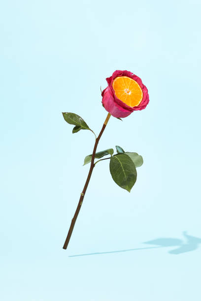 istock Minimal layout with purple rose on blue background. Creative minimal rose with orange slice and water drops. Pink flower with fresh fruit. Sunshie and shadow 1297632022