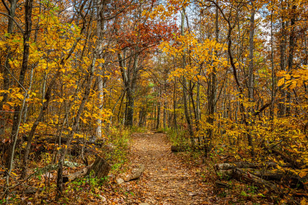 istock Autumn View of Shenandoah National Park 1297632048
