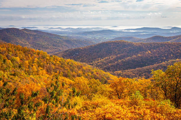 Autumn View of Shenandoah National Park View of Shenandoah National Park and the Blue Ridge Mountains from the park's famous Skyline Drive Buck Hollow Overlook. shenandoah national park stock pictures, royalty-free photos & images
