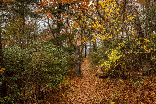 sentiero degli appalachi nel parco nazionale dello shenandoah - blue ridge mountains appalachian mountains appalachian trail skyline drive foto e immagini stock