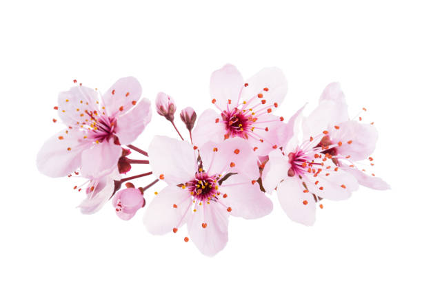 de cerca flores de cerezo rosa claro (sakura) aisladas sobre un fondo blanco. - flor de cerezo fotografías e imágenes de stock