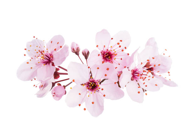 fiori di ciliegio rosa chiaro da vicino (sakura) isolati su uno sfondo bianco. - fiore di ciliegio foto e immagini stock