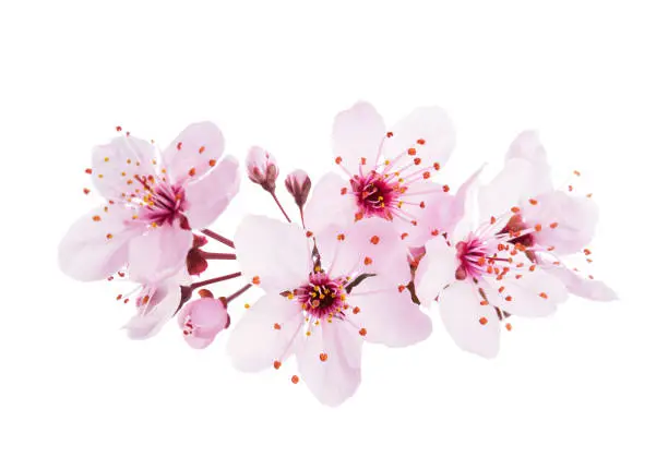 Up-close light pink Cherry blossoms ( Sakura) isolated on a white background.