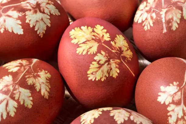 A painted eggs for the holy Easter holiday with parsley leaves