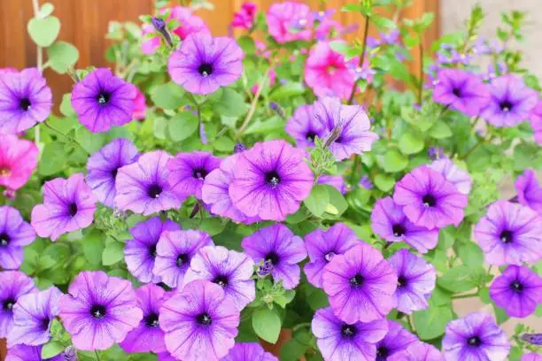 Varieties of petunia, surfinia and fuchsia flowers in the pot