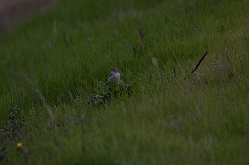 small bird perched on weeds