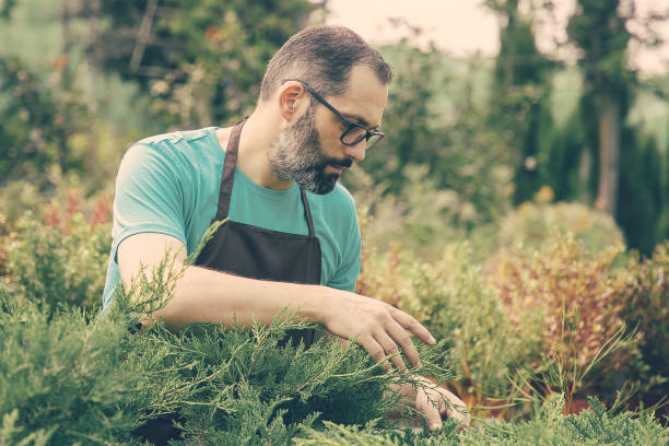 istock Thoughtful middle-aged gardener looking at evergreen plants 1297635405