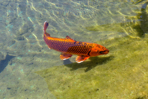 Japanese Koi - Kyoto