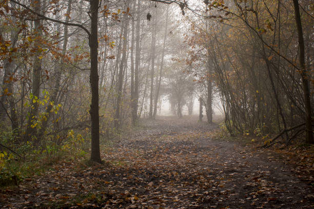 istock Dark autumnal morning in Poland 1297635603