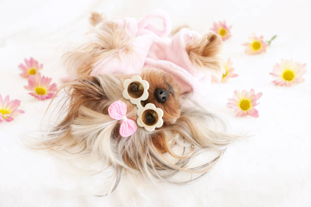 Yorkshire Terrier at the Spa Adorable Yorkshire Terrier at the Grooming Salon/Spa wearing Sunglasses yorkshire terrier dog stock pictures, royalty-free photos & images