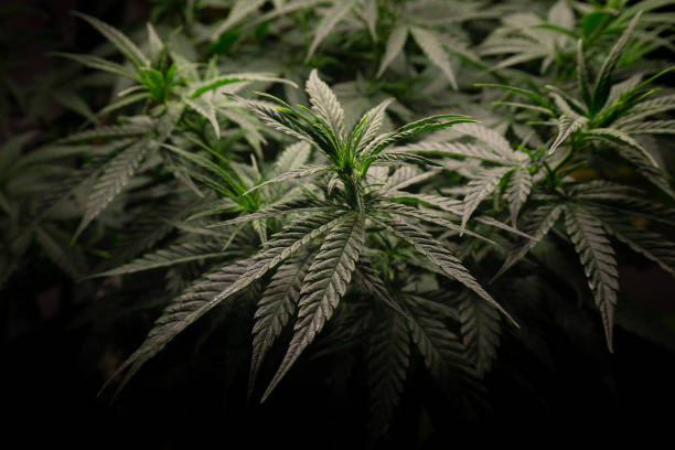 istock cannabis bush with dark dense green foliage side view 1297635693