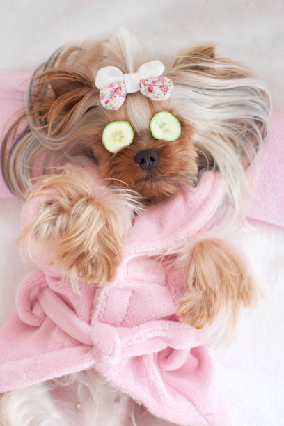 istock Yorkshire Terrier with Cucumbers on Her Eyes at the Grooming Salon 1297635776