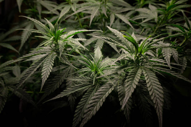 istock cannabis bush with dark dense green foliage side view 1297635780