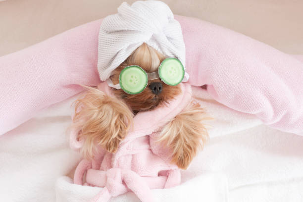 istock Yorkshire Terrier with Cucumbers on Her Eyes at Grooming Salon 1297635800