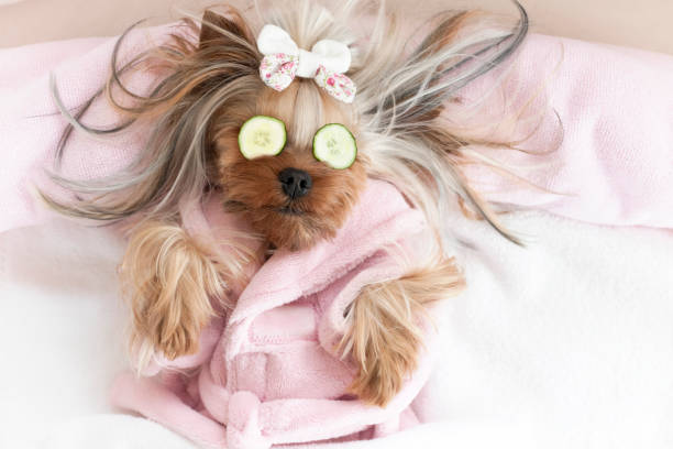 istock Yorkshire Terrier with Cucumbers on Her Eyes at Grooming Salon 1297635972