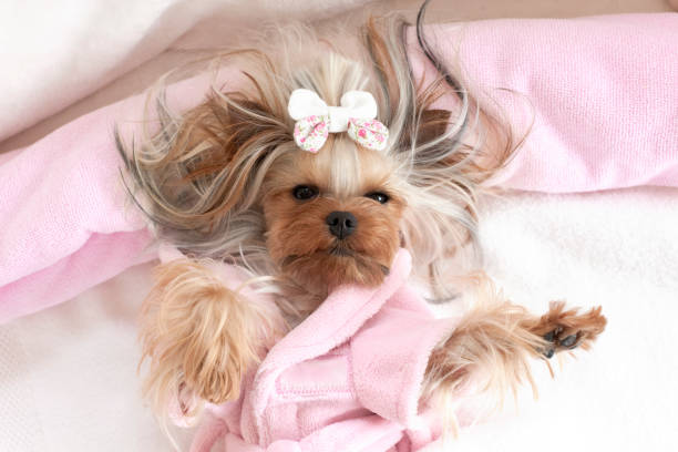istock Yorkshire Terrier at Grooming Salon 1297636014