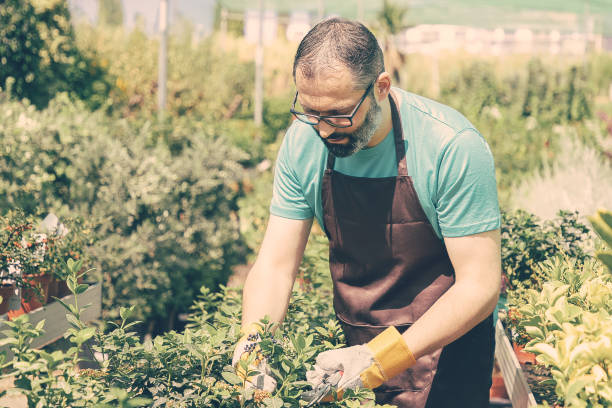 istock Focused male florist standing among rows with potted plants 1297636184