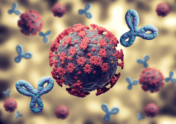 istock immune response against coronavirus and Covid-19. Antibodies activated by vaccine, attacking viruses inside the human body 1297638357