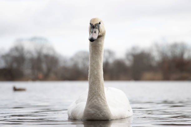 istock beauty swan 1297639050