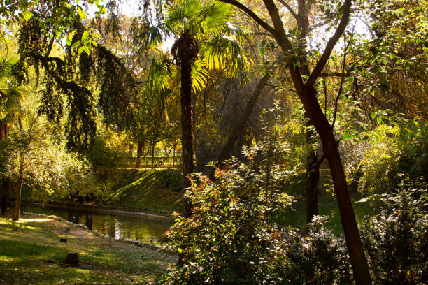 istock Stream with ducks in a park in autumn with palm trees. 1297640172