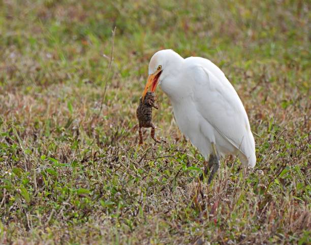 Cattle Egret (Bubulcus ibis) with a frog in a field Cattle Egret profile cattle egret photos stock pictures, royalty-free photos & images