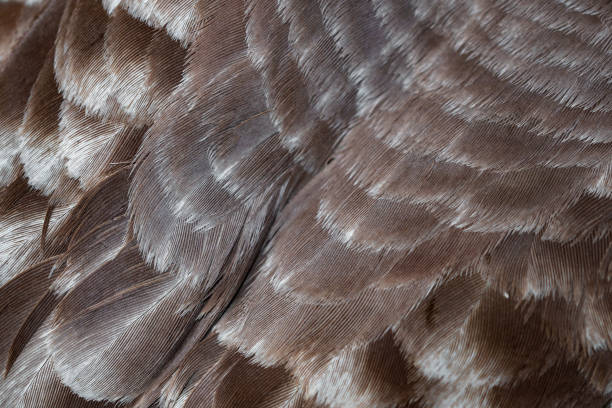 istock brown and white pigeon feathers. background or textura 1297641463