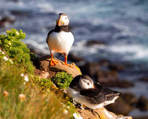Puffins in Látrabjarg, Iceland, July 2017. Two puffins on a cliff in Látrabjarg overlooking the Atlantic Ocean.
The cliffs of Látrabjarg are home to millions of birds and is the Westernmost point in Iceland and Europe. puffin photos stock pictures, royalty-free photos & images