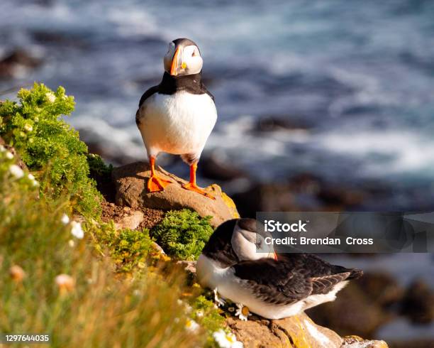 Puffins In Látrabjarg Iceland July 2017 Stock Photo - Download Image Now - Puffin, Animal Body Part, Animal Foot