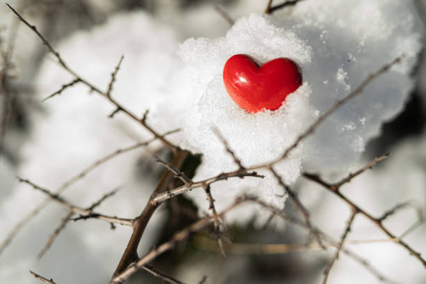 A little red heart on snow-covered branches in the forest in winter