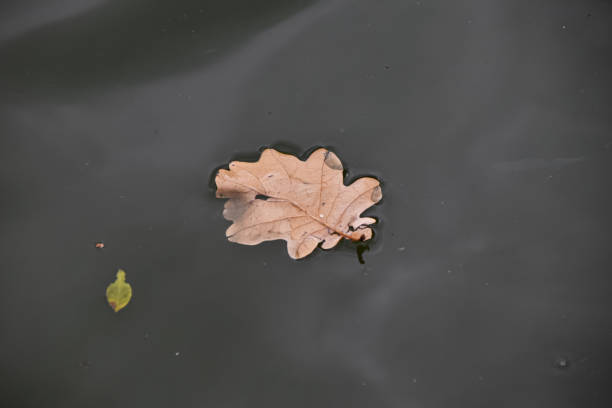 istock Dry oak leaf on the smooth surface of the lake 1297645507