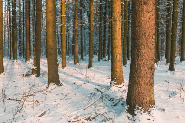 Snowy winter forest background. Spruce trees trunks, in the snow.