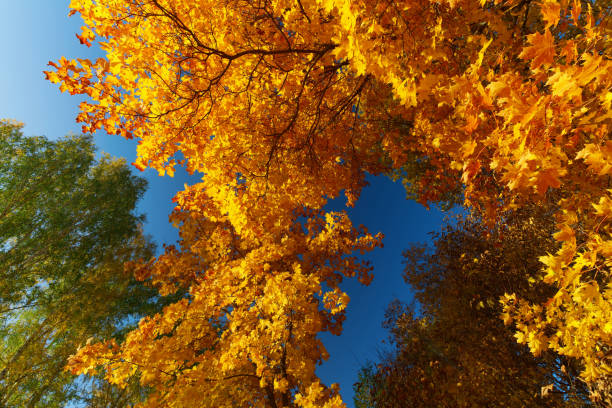 Low Angle View of Colorful Autumn Trees in Tennessee During the Fall of 2022.