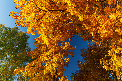 Bright colors of autumn in the forest. Maple with yellow leaves and birch on a background of clear blue sky. Bottom view.