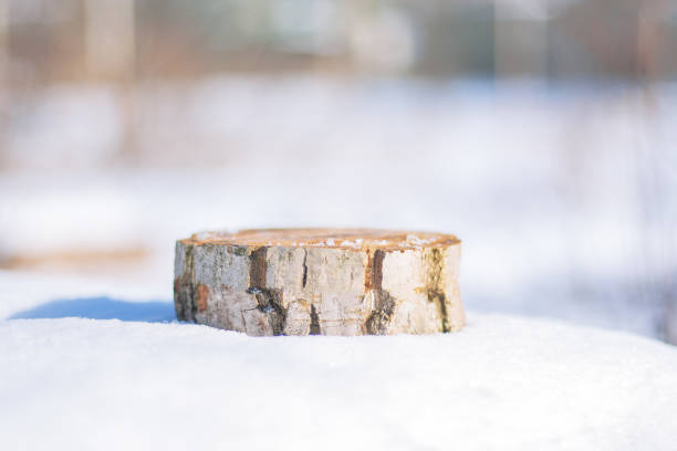 pedestal from a cut of a natural tree trunk in the snow in the outdoor