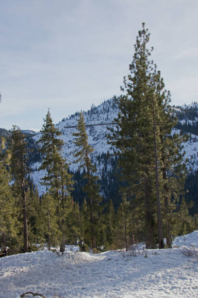 istock snow covered mountains in the forest 1297649497