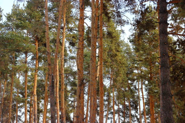 istock tall trunks of pine trees in forest 1297649540