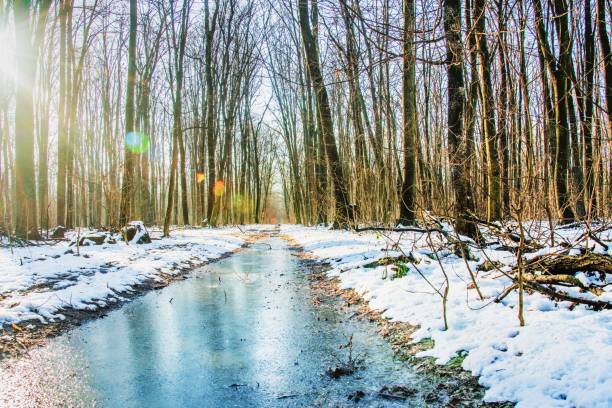 istock Magic forest during  winter with falling snow sunny day. Snow forest snowfall. Christmas Winter New Year background magnificent scenery.