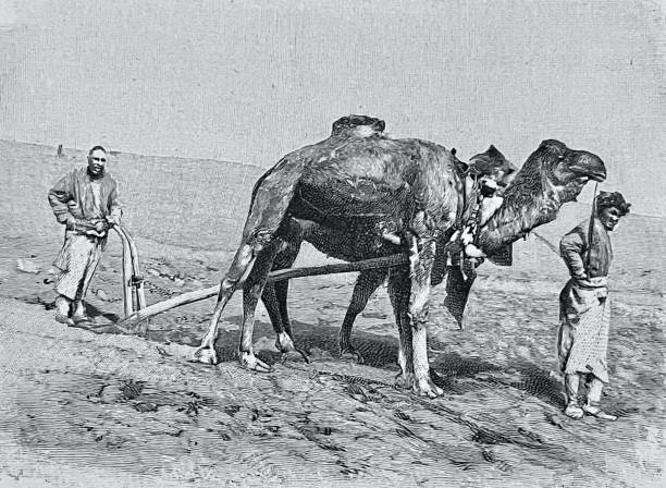 istock Farmers in Turkmenistan, plowing with a camel 1297649739