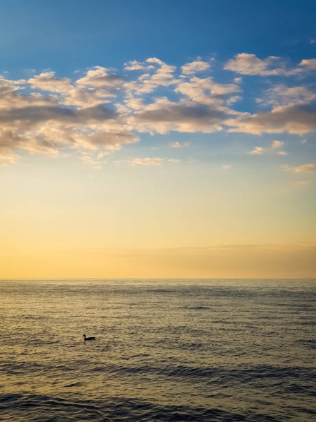 istock Duck swimmin at dusk time in Baltic Sea 1297649900