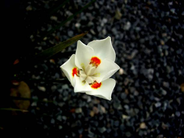 istock flor moreia bicolor - dietes bicolor 1297649904