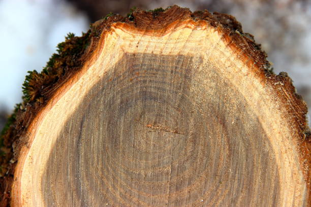 istock texture of section of a tree trunk with annual rings 1297653221