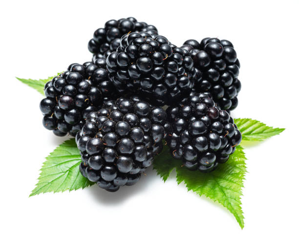 istock Blackberries with blackberry leaves isolated on a white background. 1297653290