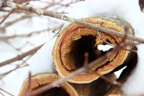 texture of cross section of freshly cut tree trunk with fallen core. High quality photo