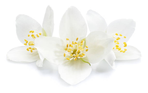 istock Blooming jasmine flowers isolated on white background. 1297653564