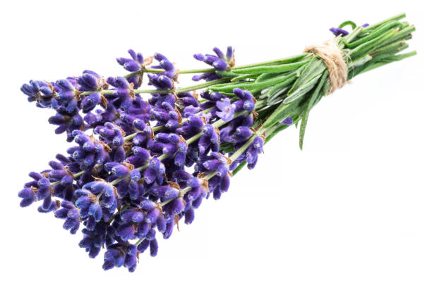 istock Bunch of lavandula or lavender flowers on white background. 1297653584