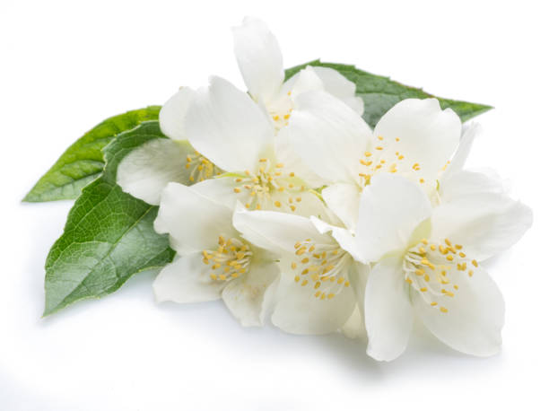 istock Blooming jasmine flower branch with jasmine leaves isolated on white background. 1297653614