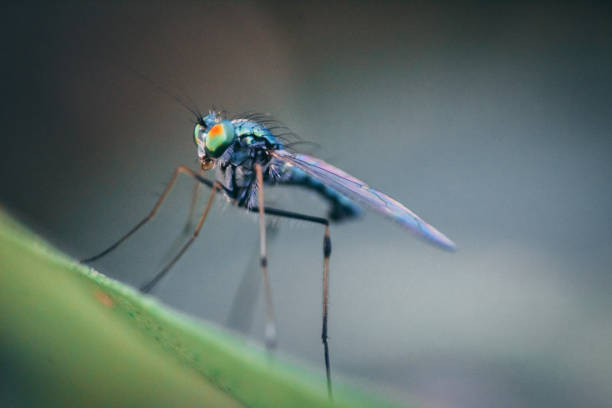 Macro shot of an insect