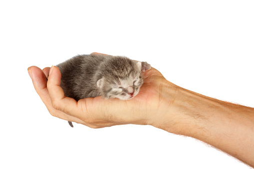 Newborn kitten in arms of man on  white isolated background